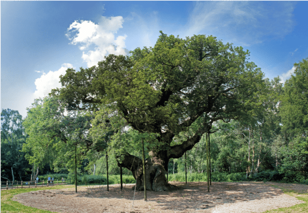 The Major Oak endures in Sherwood Forest, Nottinghamshire, England, now grown so large that it has to be propped up by artificial means, namely many metal poles.